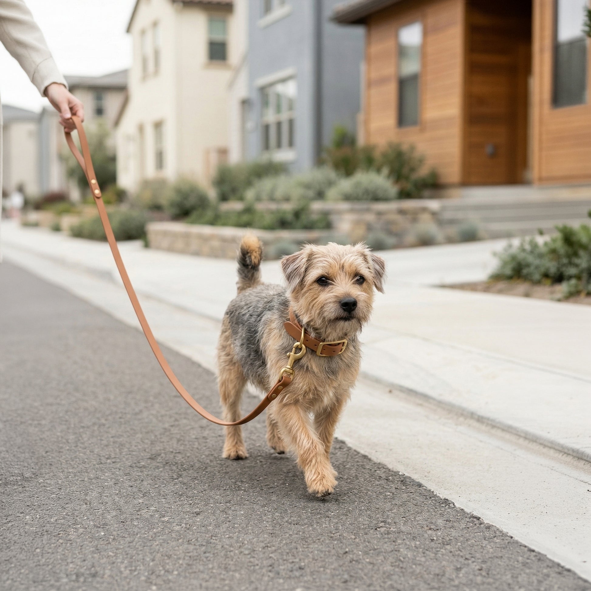Small dog walking on a leash wearing a tan biothane dog leash in a residential street